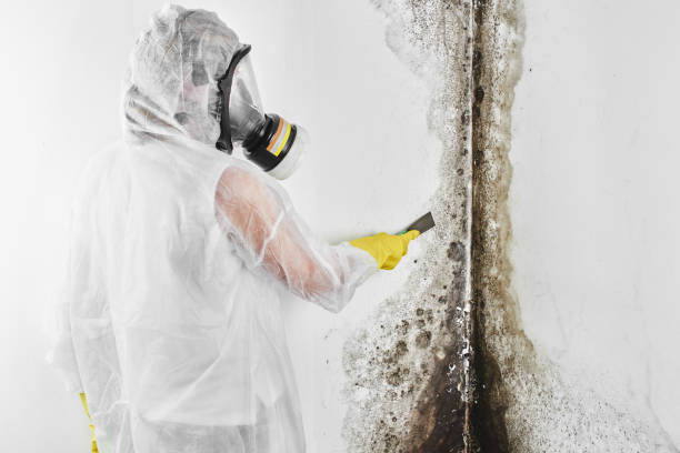 Why You Should Choose Our Mold Remediation Services in Zellwood, FL